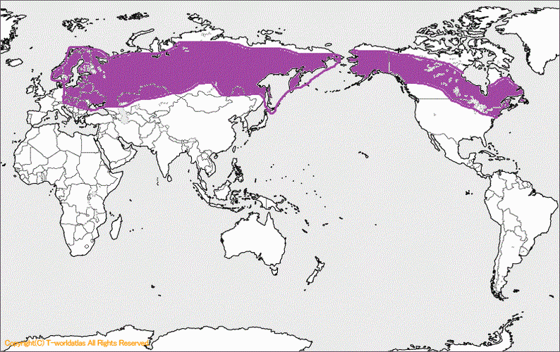 亜寒帯(冷帯)の分布図